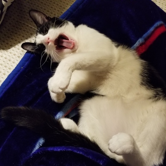 Meet your Posh Ambassador, Tatiana - Picture 6 of 9